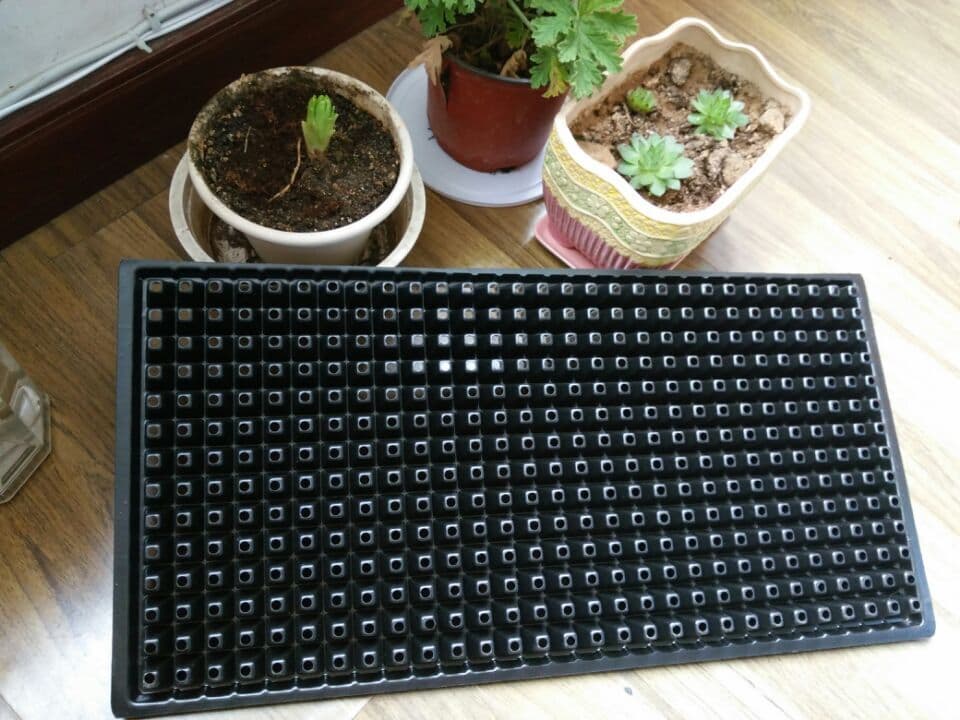 plastic seed tray
